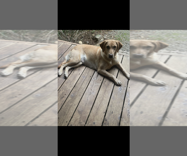 Medium Photo #2 Labrador Retriever Puppy For Sale in RIDGEFIELD, WA, USA
