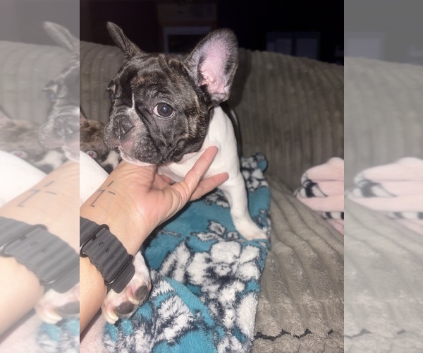 Medium Photo #4 French Bulldog Puppy For Sale in YORKTOWN, IN, USA