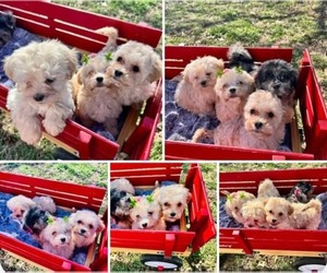 Bernedoodle (Miniature) Puppy for sale in BLUE SPRINGS, MO, USA
