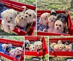 Image preview for Ad Listing. Nickname: Litter of 5