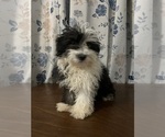 Small #22 Havanese