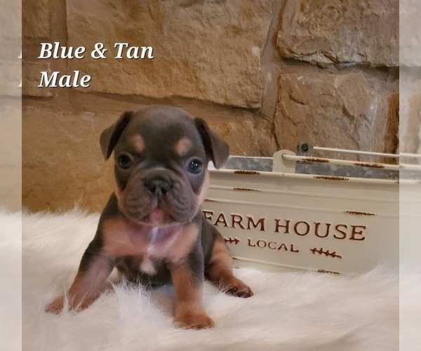 Medium Photo #1 French Bulldog Puppy For Sale in LAVERNIA, TX, USA
