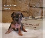 Small Photo #1 French Bulldog Puppy For Sale in LAVERNIA, TX, USA