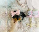 Small #2 Yorkshire Terrier
