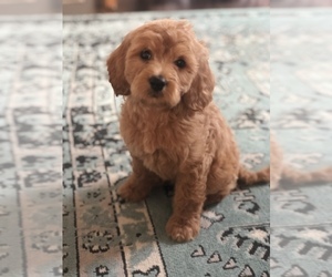 Goldendoodle Puppy for sale in OMAHA, NE, USA
