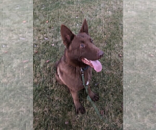 Medium Photo #1 German Shepherd Dog Puppy For Sale in OSTRANDER, OH, USA