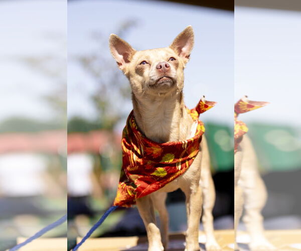 Medium Photo #2 Chihuahua Puppy For Sale in Garner, NC, USA
