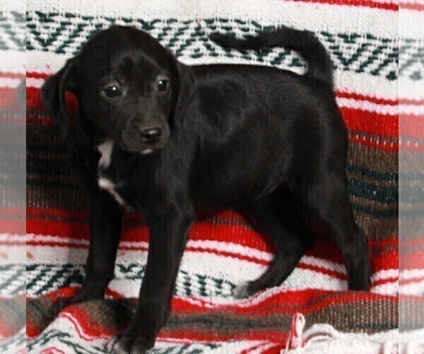 Medium Photo #2 Mountain Cur Puppy For Sale in FREDERICKSBURG, OH, USA