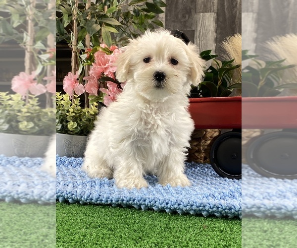 Medium Photo #1 Coton de Tulear Puppy For Sale in CANOGA, NY, USA