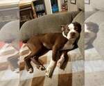 Small Photo #1 Buggs Puppy For Sale in WEST PLAINS, MO, USA