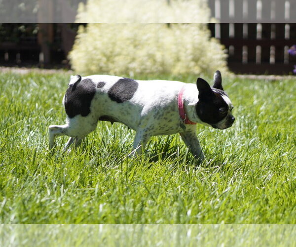 Medium Photo #3 Boston Terrier Puppy For Sale in Davis, CA, USA