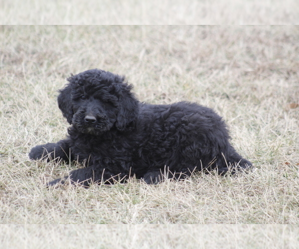 Medium Photo #1 Goldendoodle Puppy For Sale in MEMPHIS, MO, USA