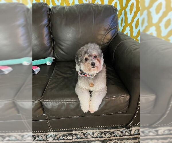 Medium Photo #2 Poovanese Puppy For Sale in Oakhurst, NJ, USA