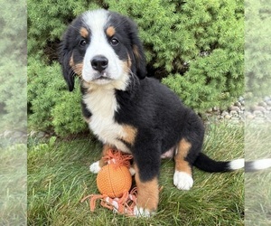 Bernese Mountain Dog Puppy for sale in MIDDLEBURY, IN, USA