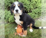 Image preview for Ad Listing. Nickname: Bailey