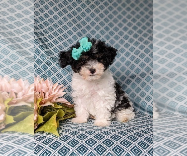 Medium Photo #2 Poodle (Miniature) Puppy For Sale in RISING SUN, MD, USA