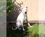 Small #2 Border Collie Mix