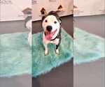 Small #1 American Staffordshire Terrier Mix