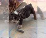 Small Photo #2 English Bulldog Puppy For Sale in CIBOLO, TX, USA