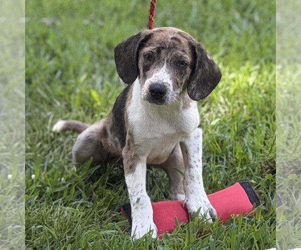 Medium Photo #2 Beagle Puppy For Sale in Yardley, PA, USA