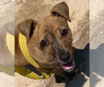 Small #1 Black Mouth Cur Mix