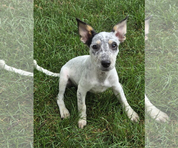 Medium Photo #1 Mutt Puppy For Sale in Brooklyn Center, MN, USA