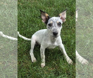 Mutt Dogs for adoption in Brooklyn Center, MN, USA