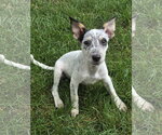 Small Mutt