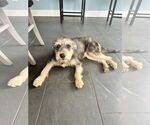 Small #1 Mutt