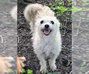 Mutt Dogs for adoption in San Antonio, TX, USA