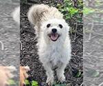 Small Mutt