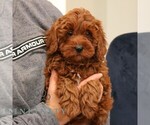 Small #2 Goldendoodle (Miniature)