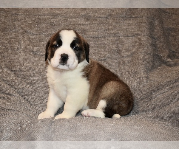 Medium Photo #35 Saint Bernard Puppy For Sale in CAMBRIDGE, NE, USA