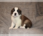 Small #34 Saint Bernard