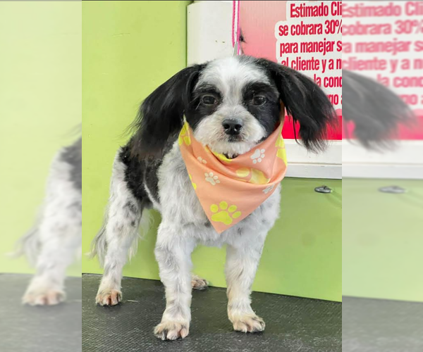 Medium Photo #1 Poodle (Miniature)-Unknown Mix Puppy For Sale in Cranston, RI, USA