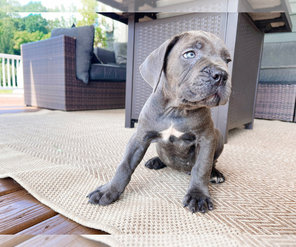 Medium Photo #9 Cane Corso Puppy For Sale in FORD CITY, PA, USA