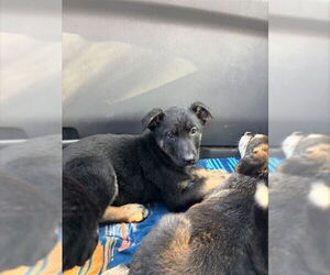 German Shepherd Dog Dogs for adoption in Stockton, CA, USA