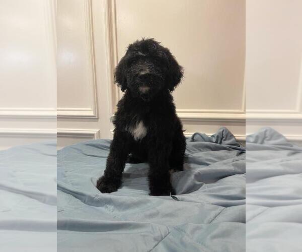 Medium Photo #7 Bernedoodle Puppy For Sale in KATY, TX, USA