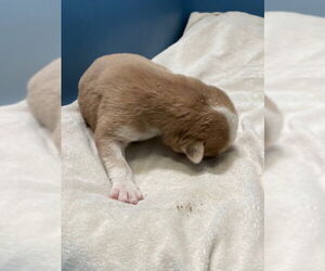 Siberian Husky Dogs for adoption in HESPERIA, CA, USA