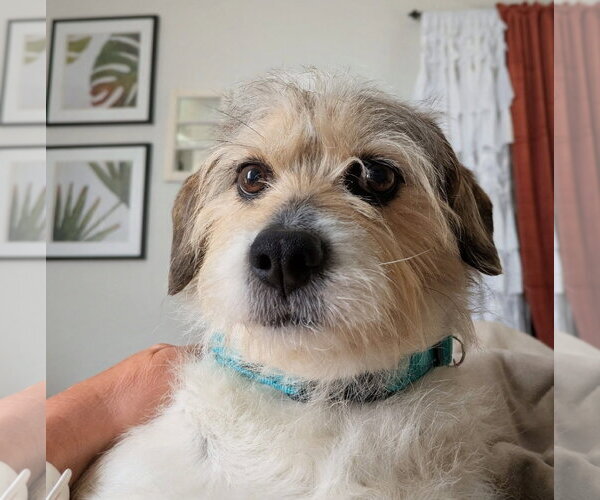 Medium Photo #5 Mutt Puppy For Sale in Arlington, VA, USA