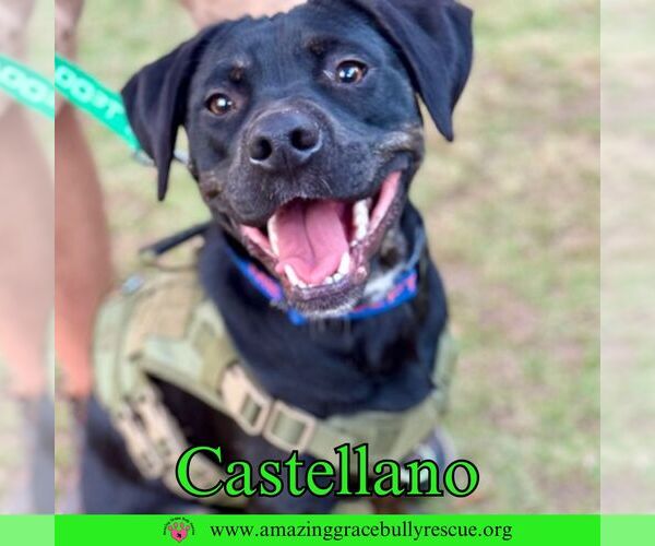 Medium Photo #5 Rottweiler-American Pit Bull Terrier Puppy For Sale in Pensacola, FL, USA