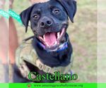 Small #4 Rottweiler-American Pit Bull Terrier