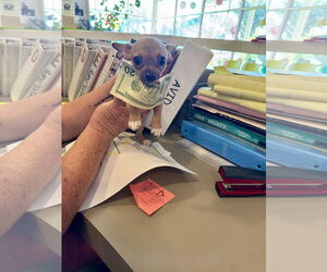 Chihuahua Dogs for adoption in Pampa, TX, USA