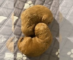 Small #3 Goldendoodle (Miniature)