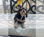 Small Photo #23 Cavalier King Charles Spaniel Puppy For Sale in BENTONVILLE, AR, USA