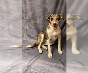 Australian Shepherd-Unknown Mix Dogs for adoption in Ogden, UT, USA