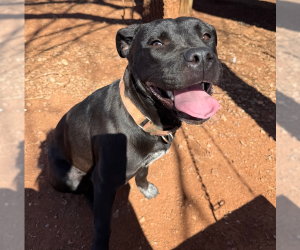 Medium Photo #1 Mutt Puppy For Sale in OKLAHOMA CITY, OK, USA