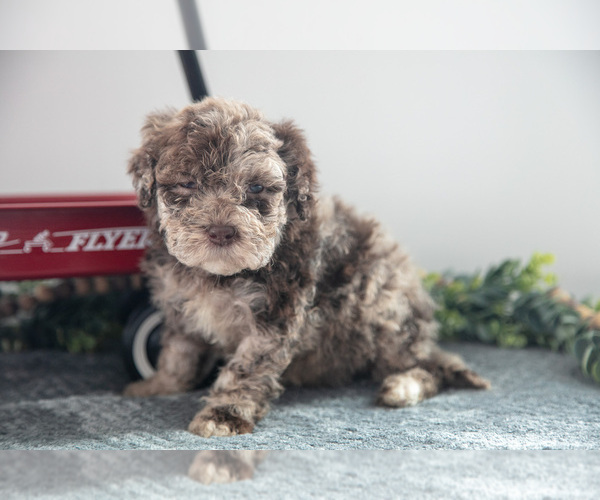 Medium Photo #1 Poodle (Miniature)-Portuguese Water Dog Mix Puppy For Sale in FREDERICKSBURG, OH, USA