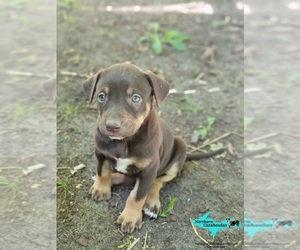 Catahoula Leopard Dog Puppy for sale in MORAN, MI, USA