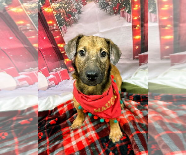 Medium Photo #1 Mutt Puppy For Sale in Bryant, AR, USA